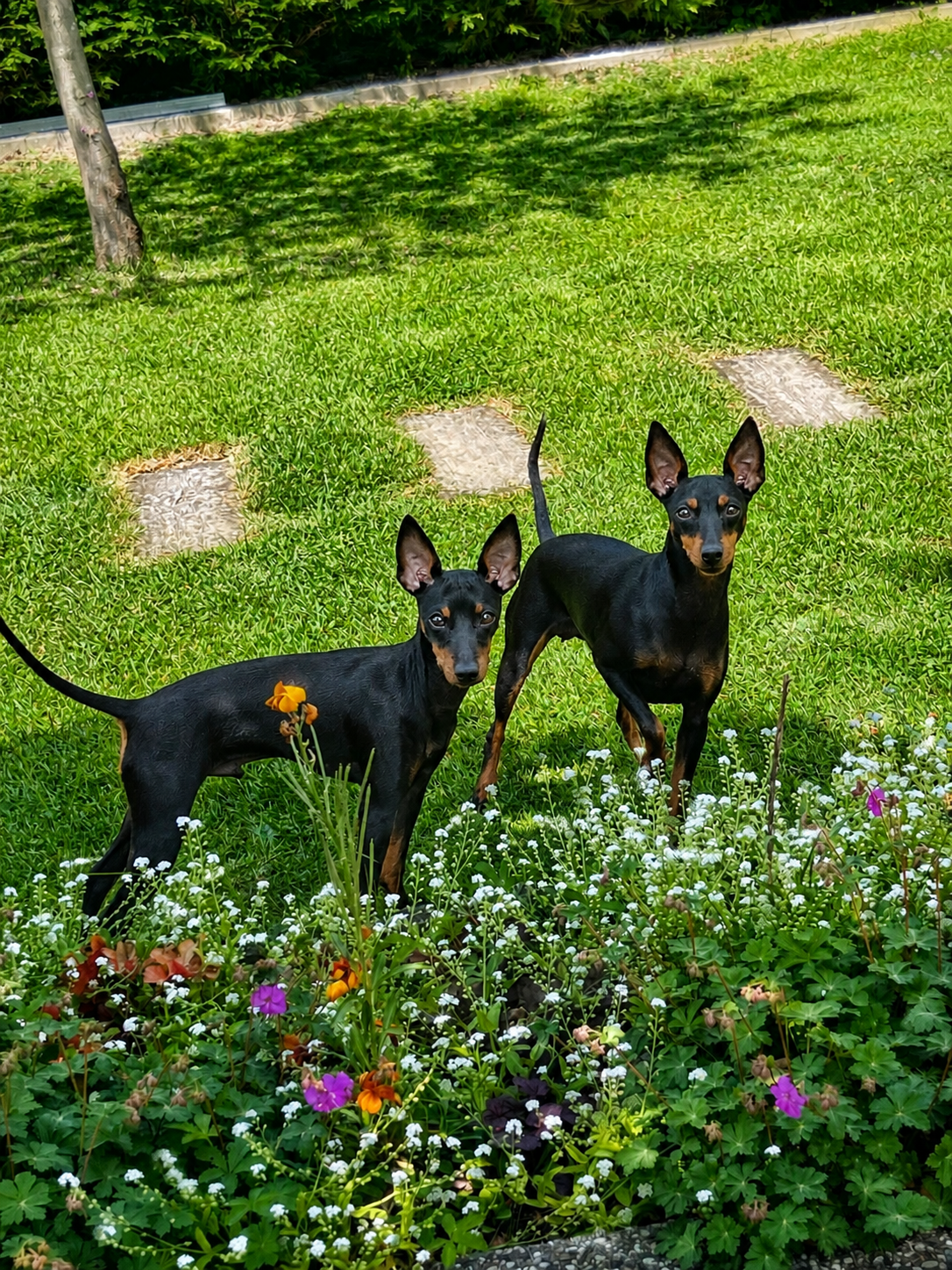 English Toy Terrier dogs in garden