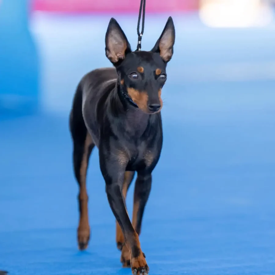 International Umag dog shows CAC/CACIB 2025