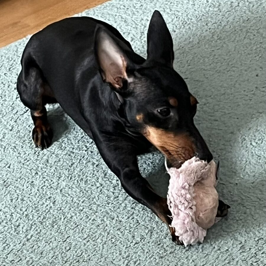 Ruth arrived in Croatia from the French kennel “Of Tall And Small”