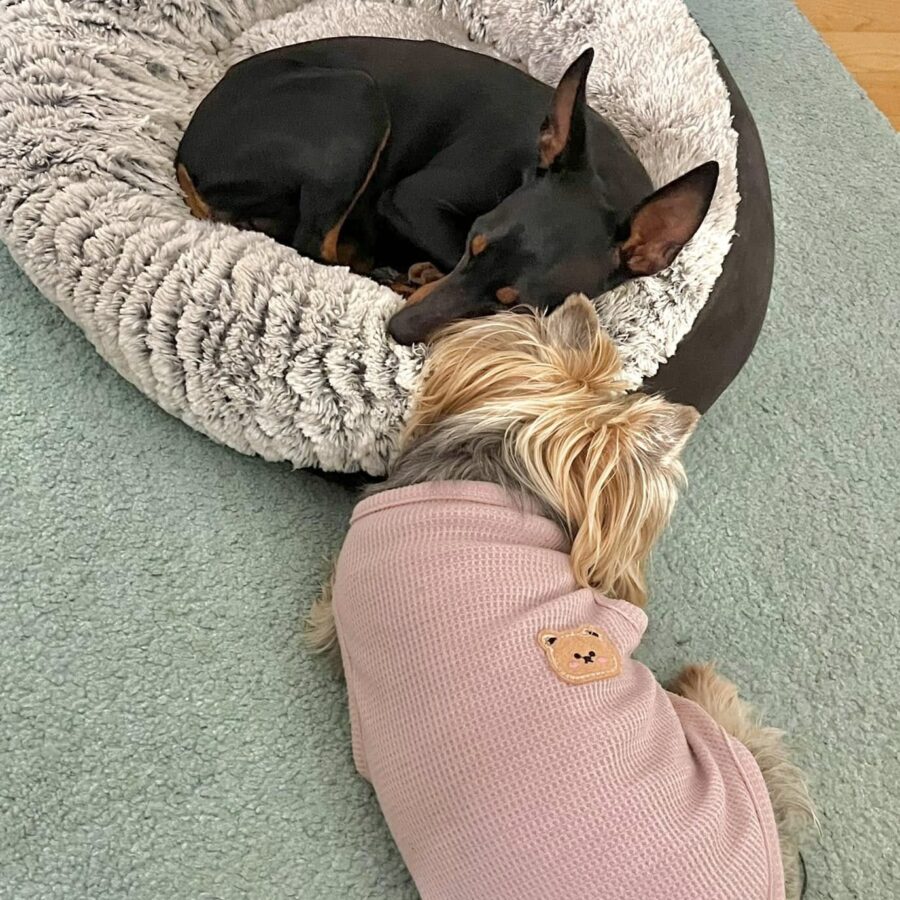 English Toy Terrier - Black and Tan Elegance