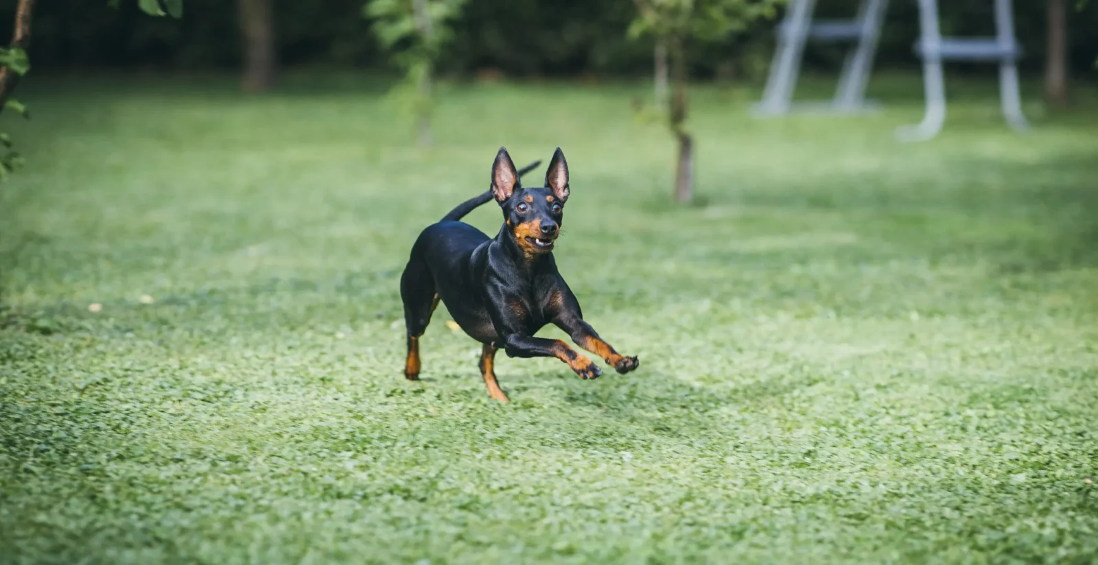 English Toy Terrier - Black and Tan Elegance