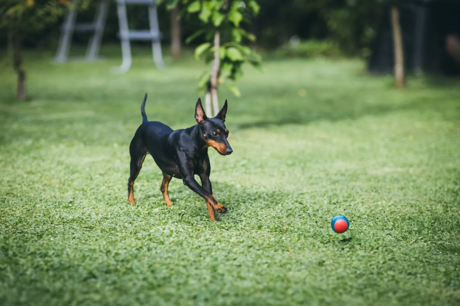 English Toy Terrier - Black and Tan Elegance