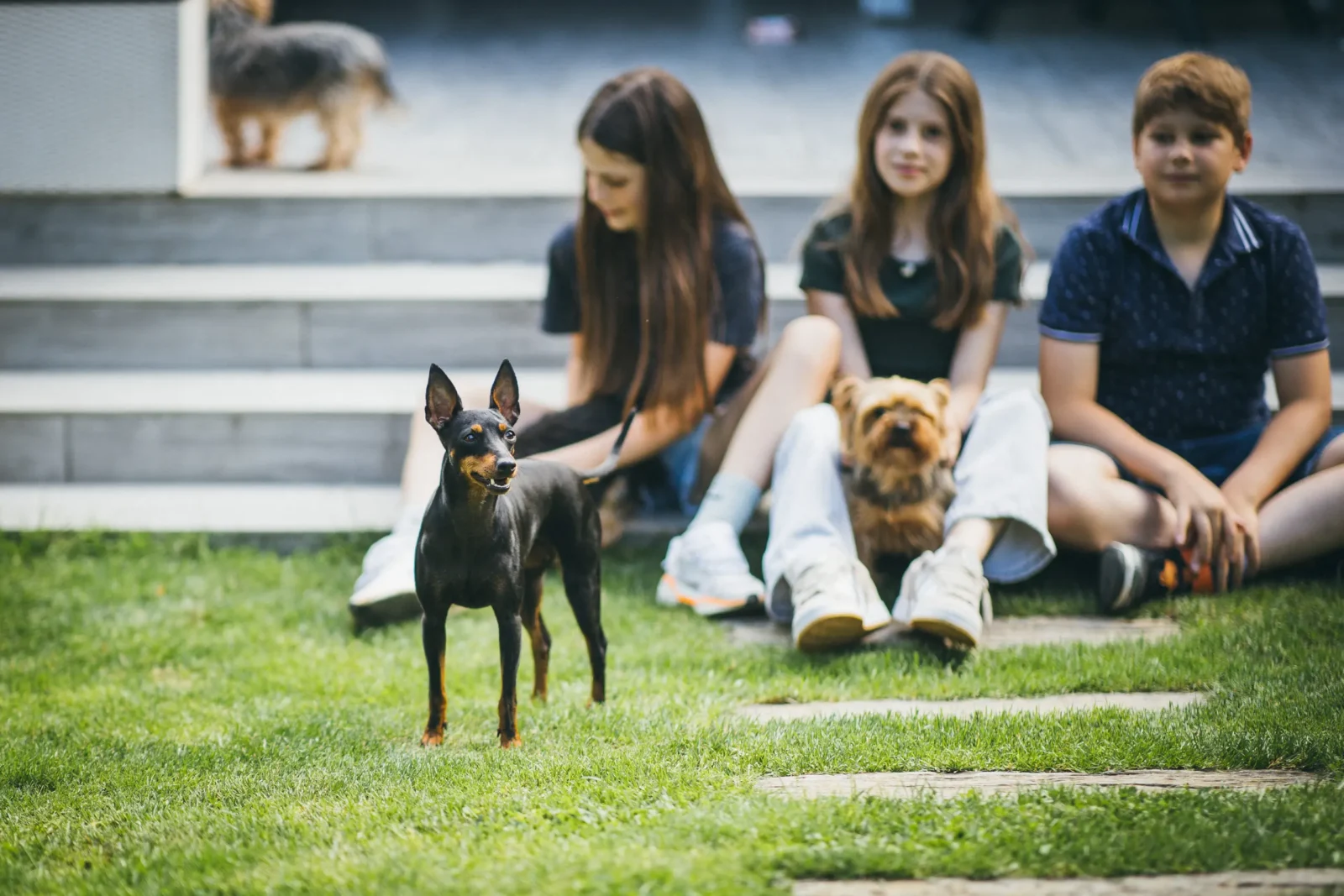 English Toy Terrier - Black and Tan Elegance
