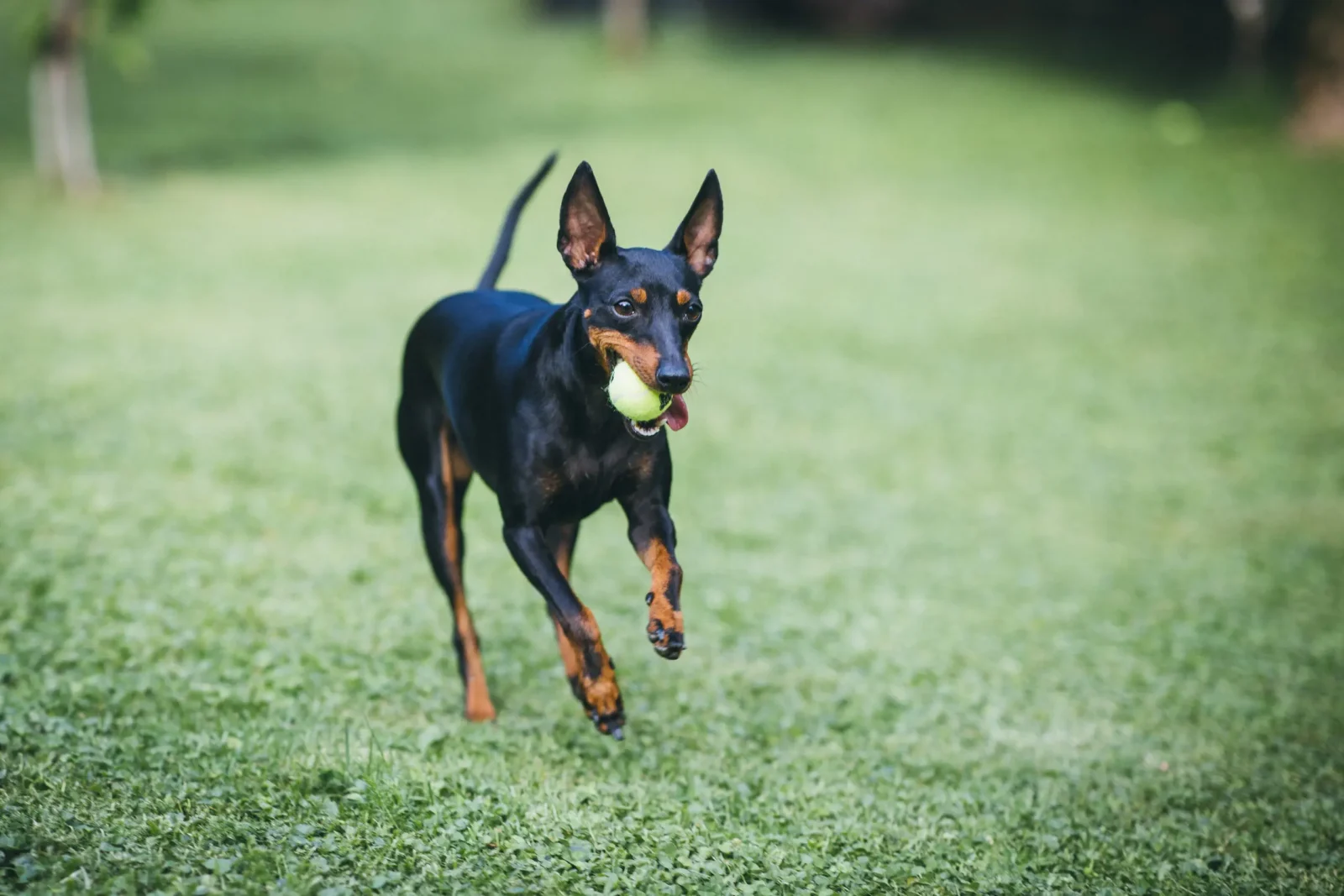 English Toy Terrier - Black and Tan Elegance
