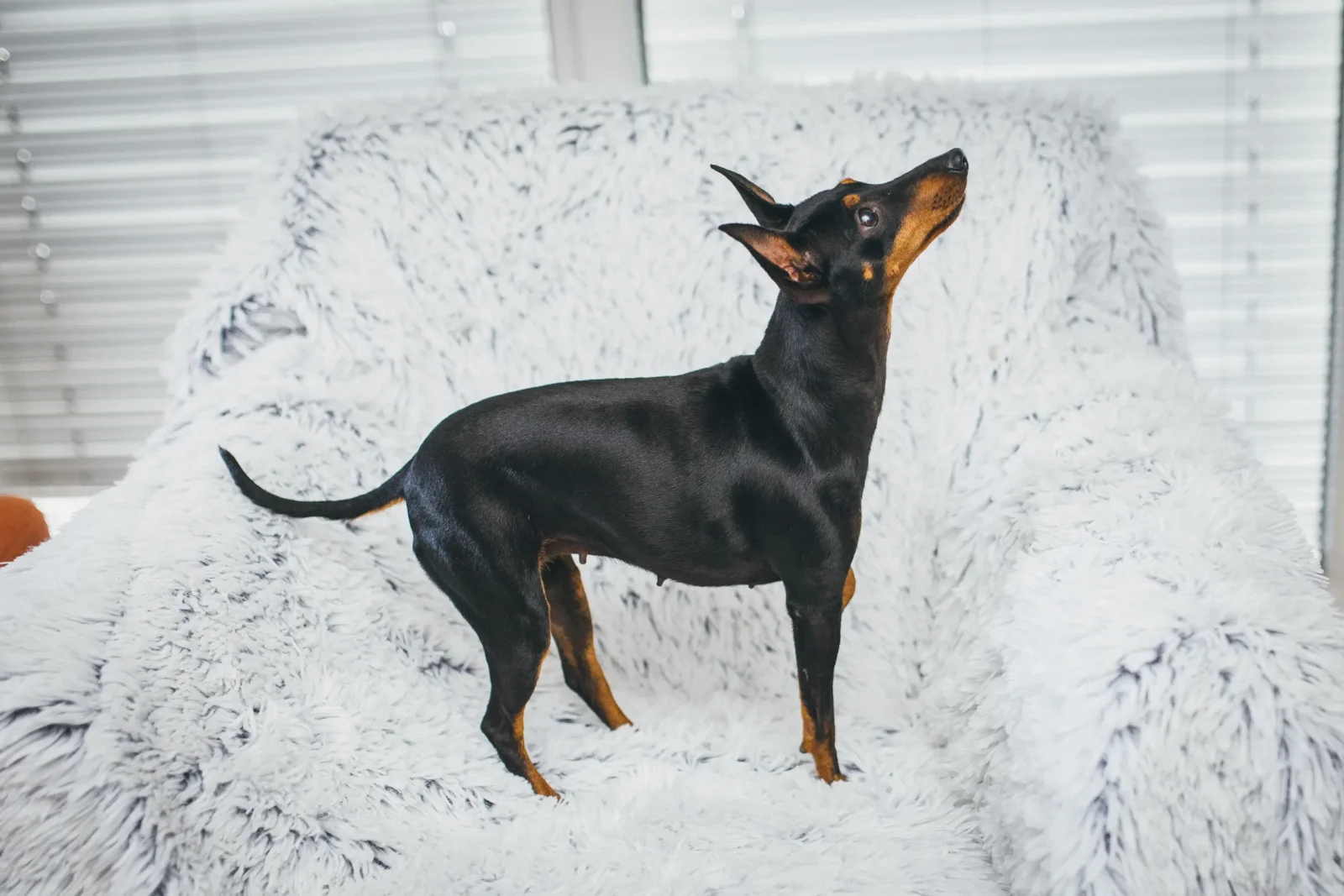 English Toy Terrier - Black and Tan Elegance