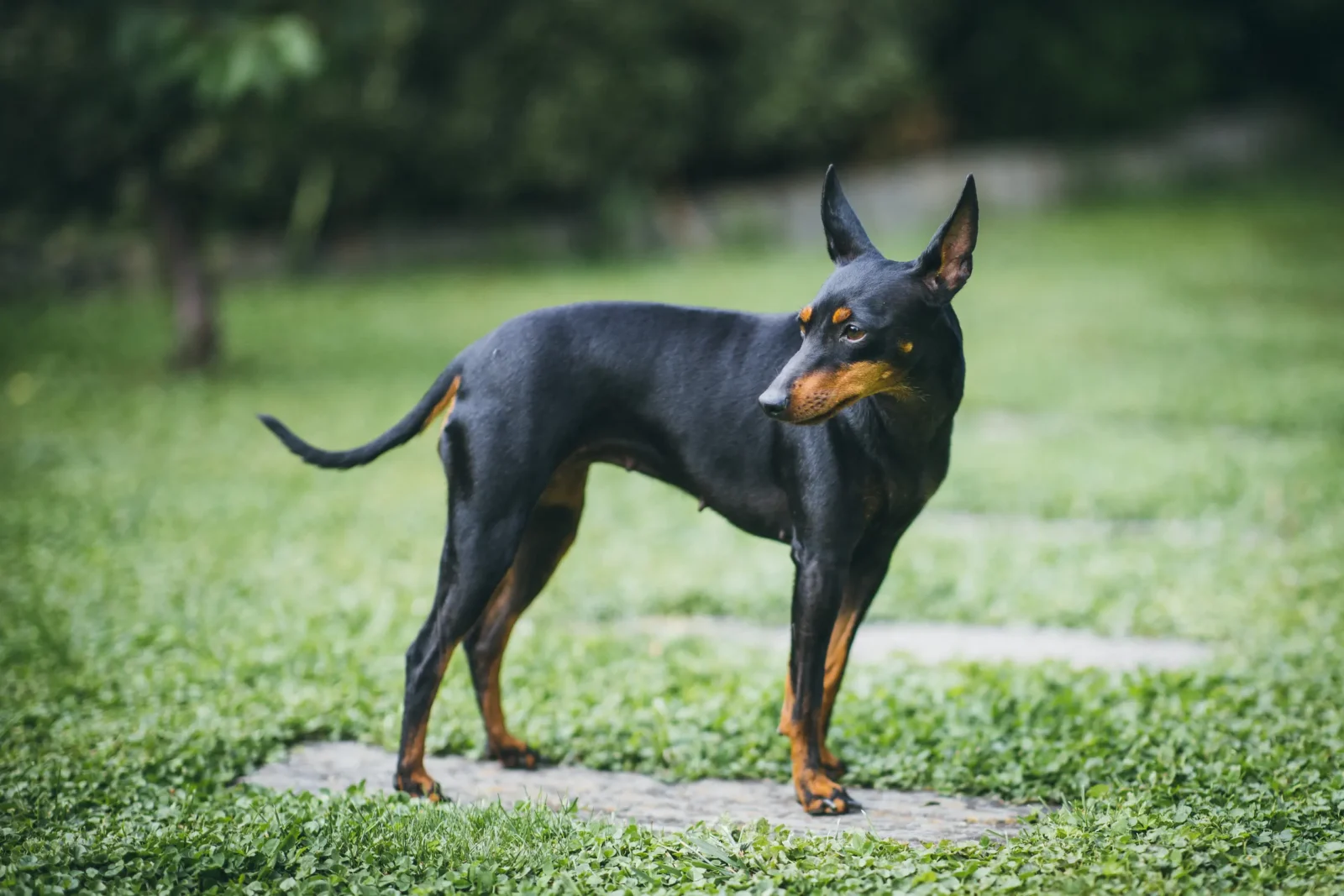 English Toy Terrier - Black and Tan Elegance