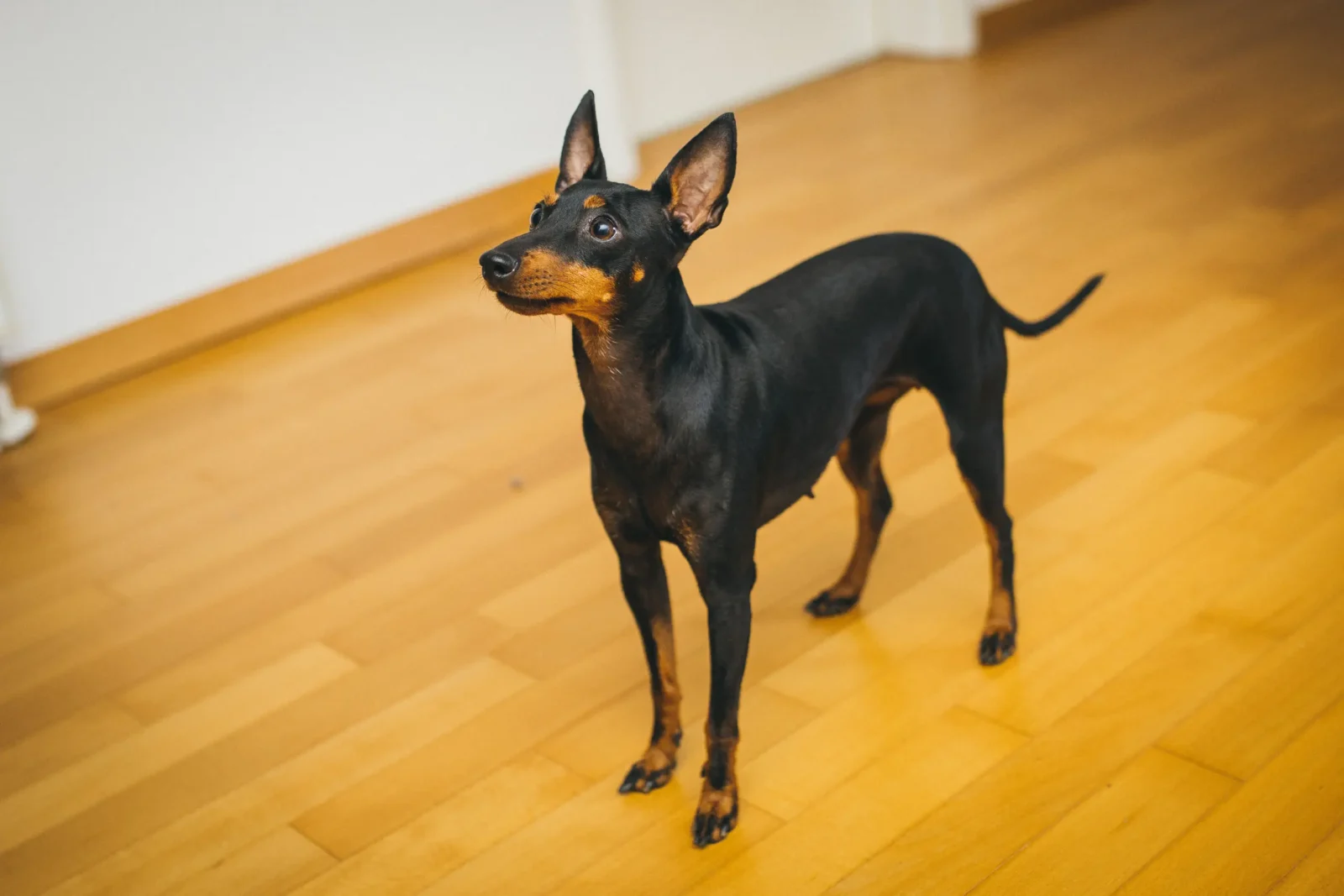 English Toy Terrier - Black and Tan Elegance