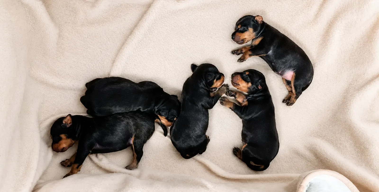 English Toy Terrier - Black and Tan Elegance