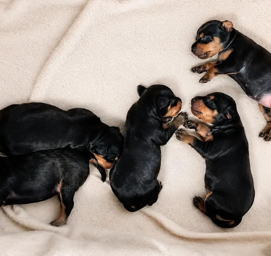 The first litter of English Toy Terriers in Croatia