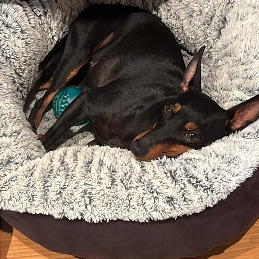 We Are Expecting a New English Toy Terrier Litter in Mid-August 2026!
