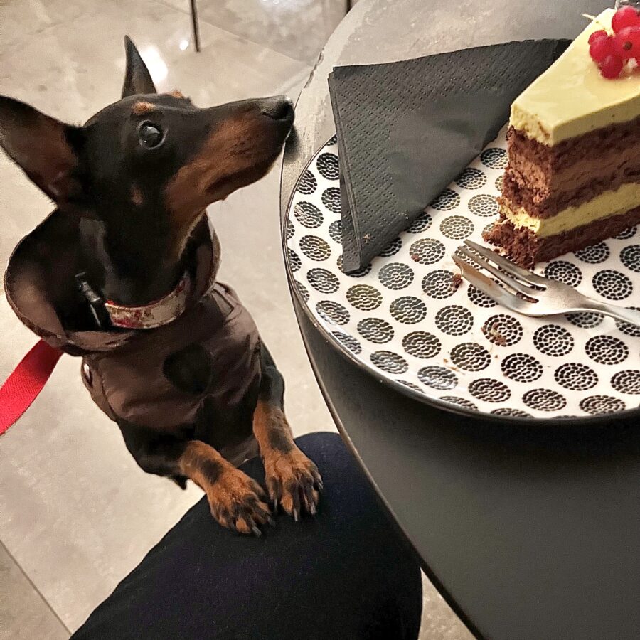 English Toy Terrier - Black and Tan Elegance