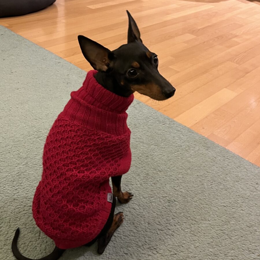 English Toy Terrier - Black and Tan Elegance