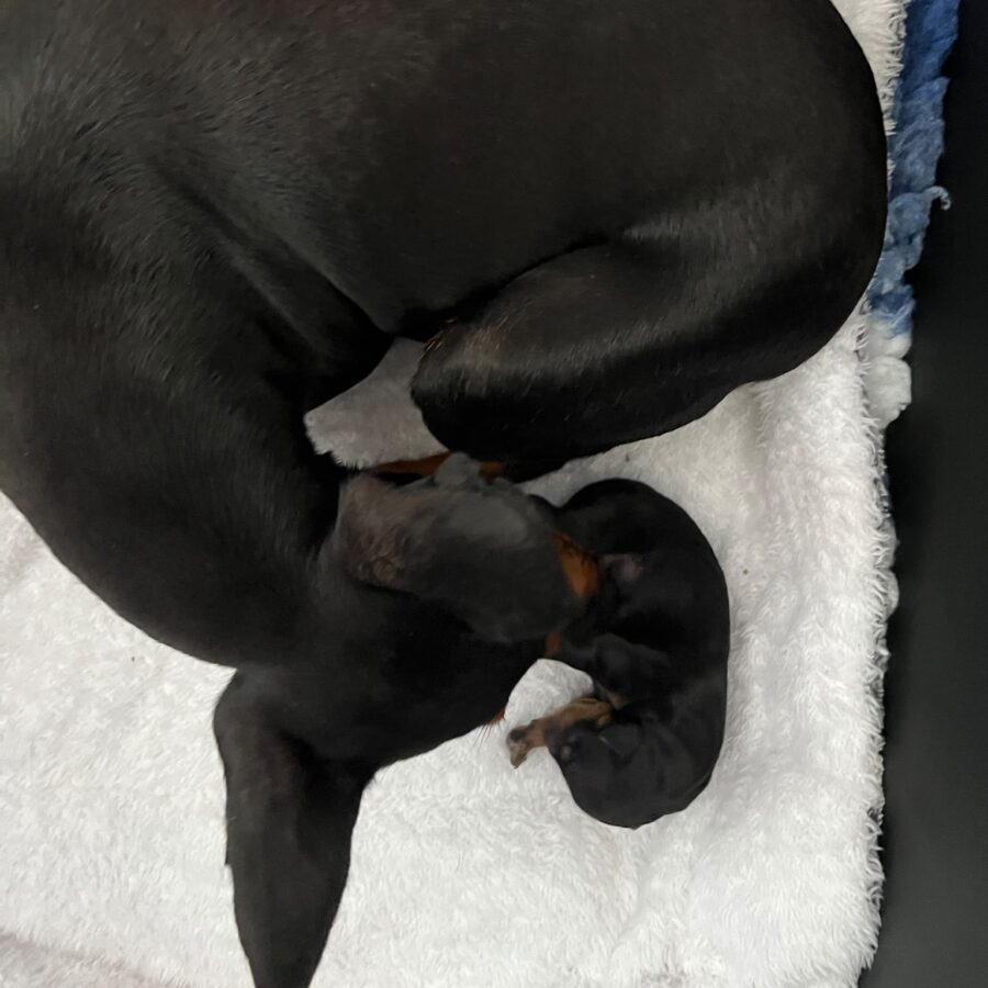 A Male Puppy Has Arrived! ❤️